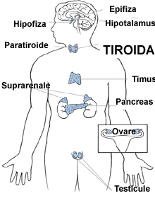 Cum Se Trateaza Bolile Tiroidei Prevenire Topsanatate